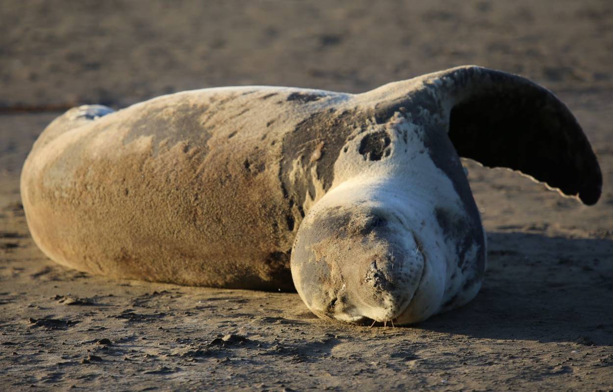 Leopard Seal Birth and Pup Sightings are Not Limited to Antarctica